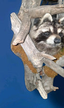 Load image into Gallery viewer, Taxidermy Raccoon Wall Mount on Rustic Driftwood Log Cabin Woodland Decor
