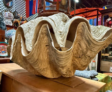 Load image into Gallery viewer, Unique Rare Extra Large Giant Clam Shell -Tridacna gigas - both halves, 34.5”
