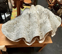Load image into Gallery viewer, Unique Rare Extra Large Giant Clam Shell -Tridacna gigas - both halves, 34.5”
