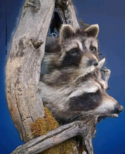 Load image into Gallery viewer, Taxidermy Raccoon Wall Mount on Rustic Driftwood Log Cabin Woodland Decor
