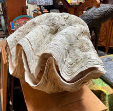 Load image into Gallery viewer, Unique Rare Extra Large Giant Clam Shell -Tridacna gigas - both halves, 34.5”
