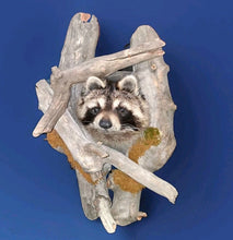 Load image into Gallery viewer, Taxidermy Raccoon Wall Mount on Rustic Driftwood Log Cabin Woodland Decor
