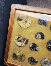 Load image into Gallery viewer, Framed 12x18” Fossils Ammonites X17
