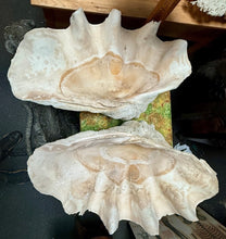 Load image into Gallery viewer, Unique Rare Extra Large Giant Clam Shell -Tridacna gigas - both halves, 34.5”
