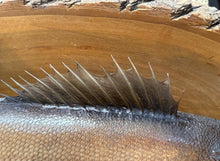 Load image into Gallery viewer, 29" Walleye Fish Taxidermy Wall Skin Mount On Wood Plaque Display Home Decor
