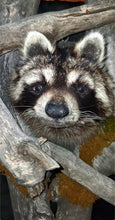 Load image into Gallery viewer, Taxidermy Raccoon Wall Mount on Rustic Driftwood Log Cabin Woodland Decor
