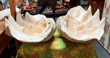 Load image into Gallery viewer, Unique Rare Extra Large Giant Clam Shell -Tridacna gigas - both halves, 34.5”
