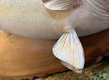 Load image into Gallery viewer, 29" Walleye Fish Taxidermy Wall Skin Mount On Wood Plaque Display Home Decor
