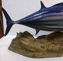 Load image into Gallery viewer, Trophy Skipjack Tuna trophy fish mount Replica from Mexico 1980’s “
