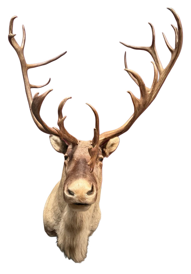 Large Vintage 56” Double-Shovel Caribou Shoulder Mount Multi-Point Taxidermy