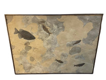 Load image into Gallery viewer, 50 Mil Year Old Phareodus Liops, Knightia Eocaena Fossil species 43”x35.5”
