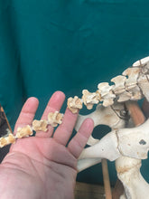 Load image into Gallery viewer, Authentic Taxidermy Baby Giraffe Skeleton Mounted On Display 68” Tall
