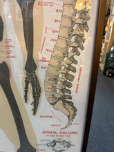Load image into Gallery viewer, Antique 1911 Chart of Osteology skeletal Poster Dr. Gustave Michel 60.5” X 32.5”
