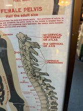Load image into Gallery viewer, Antique 1911 Chart of Osteology skeletal Poster Dr. Gustave Michel 60.5” X 32.5”
