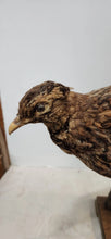 Load image into Gallery viewer, Scaly Spurfowl (Pternistis Squamatus) Bird Mount Taxidermy Real Bird
