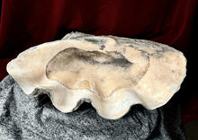 Load image into Gallery viewer, Ancient Giant Clam Shell (Tridacna Gigas) 32&quot; W, 19” D, 10” T, 87 Pounds

