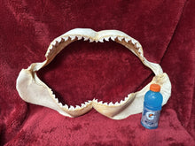 Load image into Gallery viewer, Massive 27" Wide XXL Tiger Shark Jaws Vintage

