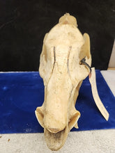 Load image into Gallery viewer, Real Animal Skull Pig-Like Peccary Javelina Cleaned Taxidermy 8.5x4x6.5"
