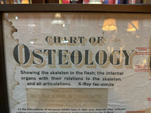 Load image into Gallery viewer, Antique 1911 Chart of Osteology skeletal Poster Dr. Gustave Michel 60.5” X 32.5”
