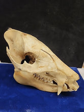 Load image into Gallery viewer, Real Animal Skull Pig-Like Peccary Javelina Cleaned Taxidermy 8.5x4x6.5"
