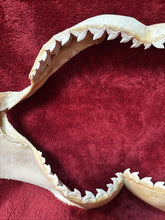 Load image into Gallery viewer, Massive 27" Wide XXL Tiger Shark Jaws Vintage

