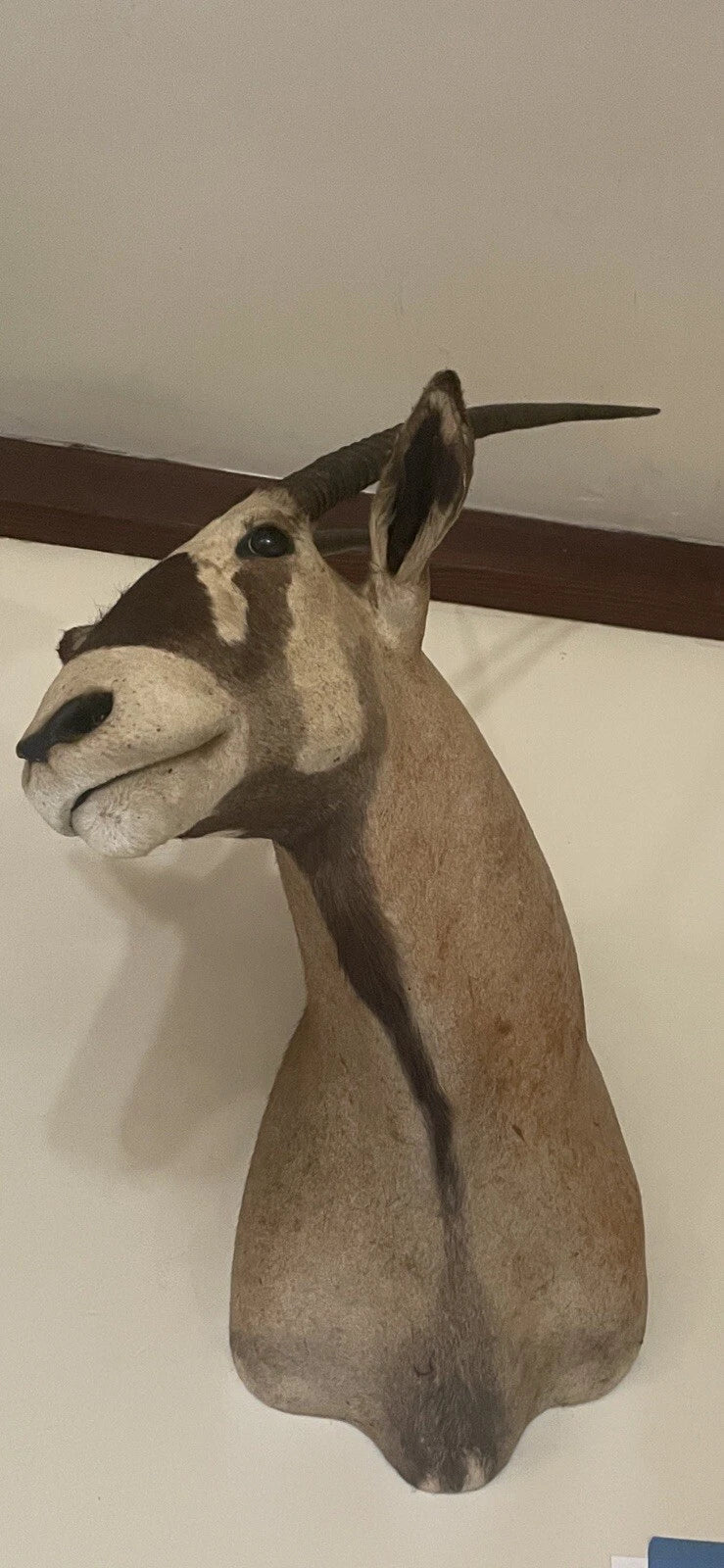 Large Vintage 46” African Gemsbok Taxidermy Mount