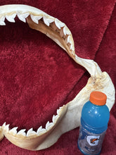 Load image into Gallery viewer, Massive 27" Wide XXL Tiger Shark Jaws Vintage
