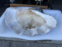 Load image into Gallery viewer, TR-6 Ancient Giant Clam Shell (Tridacna Gigas) 24.5&quot; W, 18” D, 9” T, 53 Pounds
