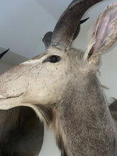 Load image into Gallery viewer, Monumental African Greater Kudu Taxidermy Shoulder Mount-VERY LARGE 63”
