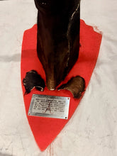 Load image into Gallery viewer, Vintage Mexican Toro Hostelero Bull Head Taxidermy Trophy Mount Tijuana 1969
