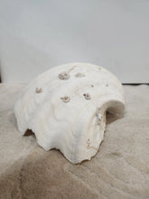 Load image into Gallery viewer, Vintage Giant Clam Shell Ruffled Tridacna Squamous Display
