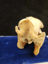 Load image into Gallery viewer, Real Animal Skull Pig-Like Peccary Javelina Cleaned Taxidermy 8.5x4x6.5"
