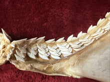 Load image into Gallery viewer, Massive 27" Wide XXL Tiger Shark Jaws Vintage
