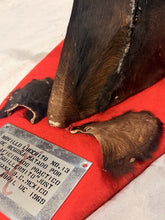 Load image into Gallery viewer, Vintage Mexican Toro Hostelero Bull Head Taxidermy Trophy Mount Tijuana 1969
