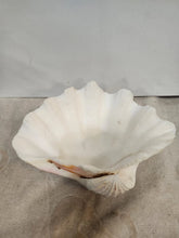 Load image into Gallery viewer, Vintage Giant Clam Shell Ruffled Tridacna Squamous Display
