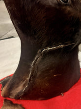 Load image into Gallery viewer, Vintage Mexican Toro Hostelero Bull Head Taxidermy Trophy Mount Tijuana 1969
