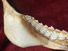 Load image into Gallery viewer, Massive 27" Wide XXL Tiger Shark Jaws Vintage
