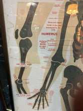 Load image into Gallery viewer, Antique 1911 Chart of Osteology skeletal Poster Dr. Gustave Michel 60.5” X 32.5”
