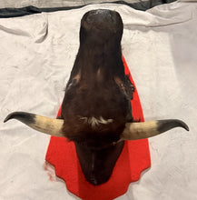 Load image into Gallery viewer, Vintage Mexican Toro Hostelero Bull Head Taxidermy Trophy Mount Tijuana 1969
