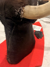 Load image into Gallery viewer, Vintage Mexican Toro Hostelero Bull Head Taxidermy Trophy Mount Tijuana 1969
