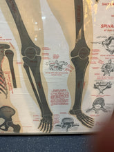 Load image into Gallery viewer, Antique 1911 Chart of Osteology skeletal Poster Dr. Gustave Michel 60.5” X 32.5”
