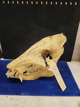 Load image into Gallery viewer, Real Animal Skull Pig-Like Peccary Javelina Cleaned Taxidermy 8.5x4x6.5"
