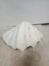 Load image into Gallery viewer, Vintage Giant Clam Shell Ruffled Tridacna Squamous Display
