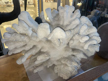 Load image into Gallery viewer, Extra Large White Cauliflower coral POCILLOPORA EYDOUXI 19“ X 14“
