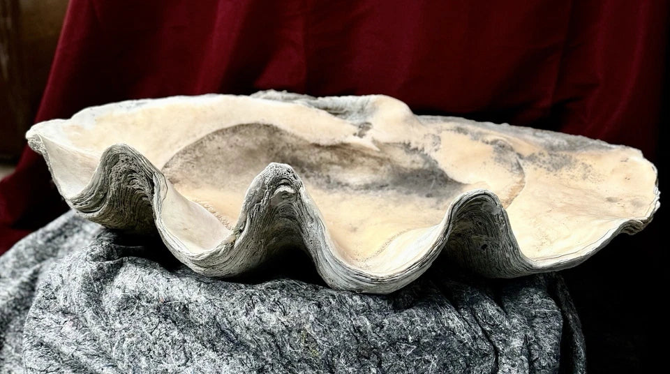 Ancient Giant Clam Shell (Tridacna Gigas) 32
