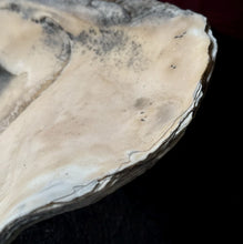 Load image into Gallery viewer, Ancient Giant Clam Shell (Tridacna Gigas) 32&quot; W, 19” D, 10” T, 87 Pounds
