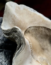 Load image into Gallery viewer, Ancient Giant Clam Shell (Tridacna Gigas) 32&quot; W, 19” D, 10” T, 87 Pounds
