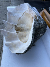Load image into Gallery viewer, TR-6 Ancient Giant Clam Shell (Tridacna Gigas) 24.5&quot; W, 18” D, 9” T, 53 Pounds
