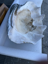 Load image into Gallery viewer, TR-6 Ancient Giant Clam Shell (Tridacna Gigas) 24.5&quot; W, 18” D, 9” T, 53 Pounds
