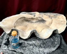 Load image into Gallery viewer, Ancient Giant Clam Shell (Tridacna Gigas) 32&quot; W, 19” D, 10” T, 87 Pounds
